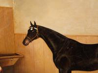 A Dark Brown Horse in a Stable