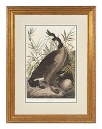 AUDUBON, John James (1785-1851) Canada Goose (Plate CCI) Branta canadensis