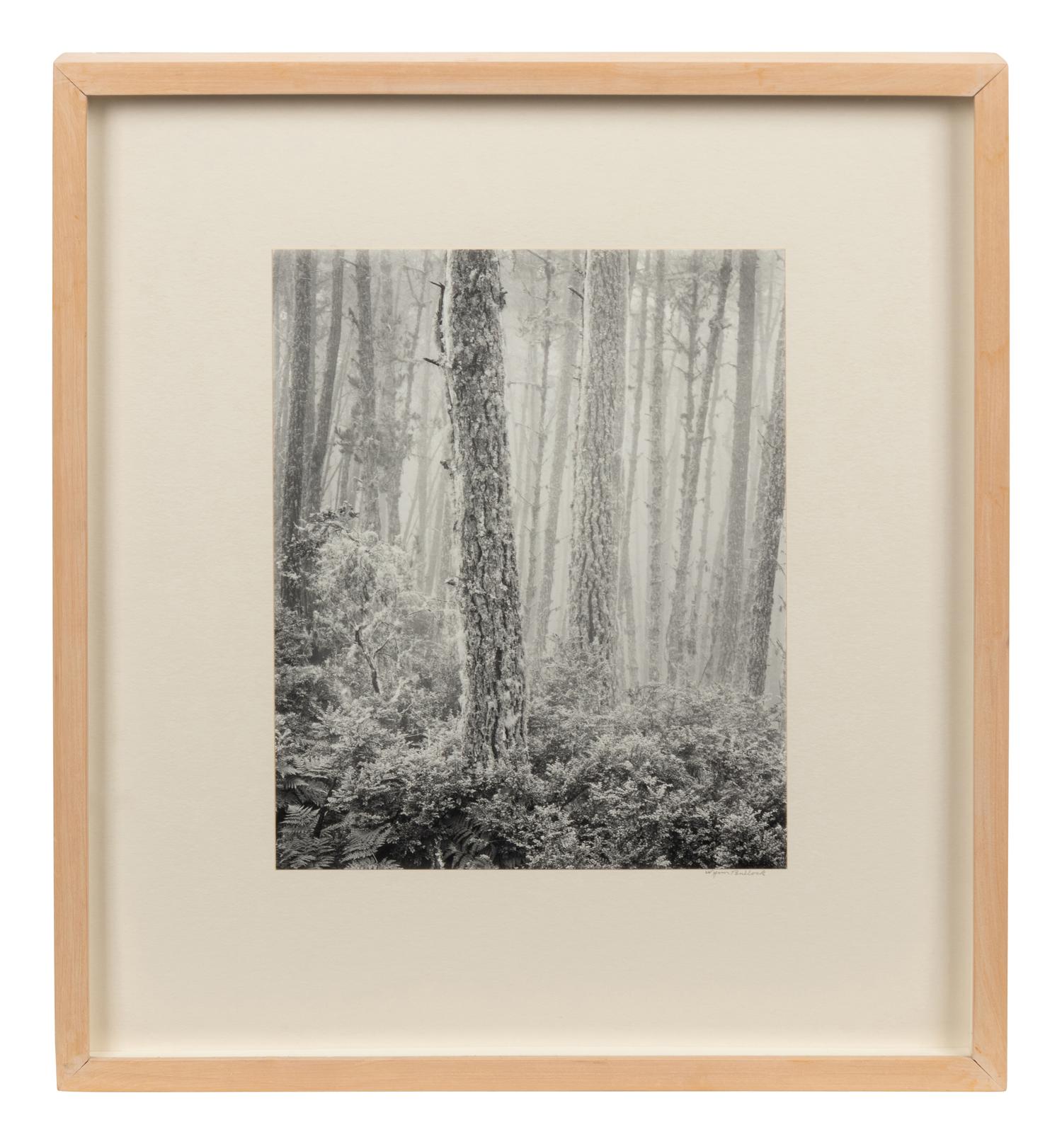The Forest