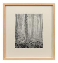 The Forest