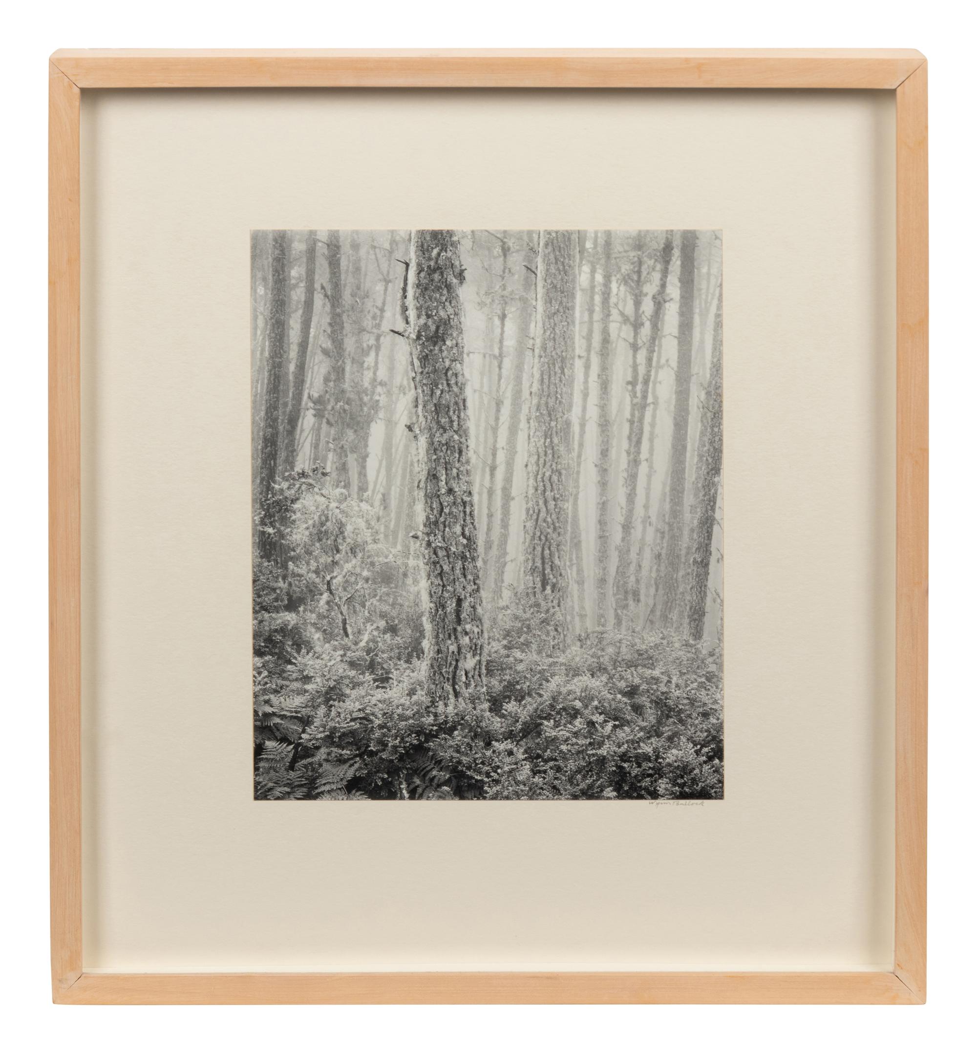 The Forest