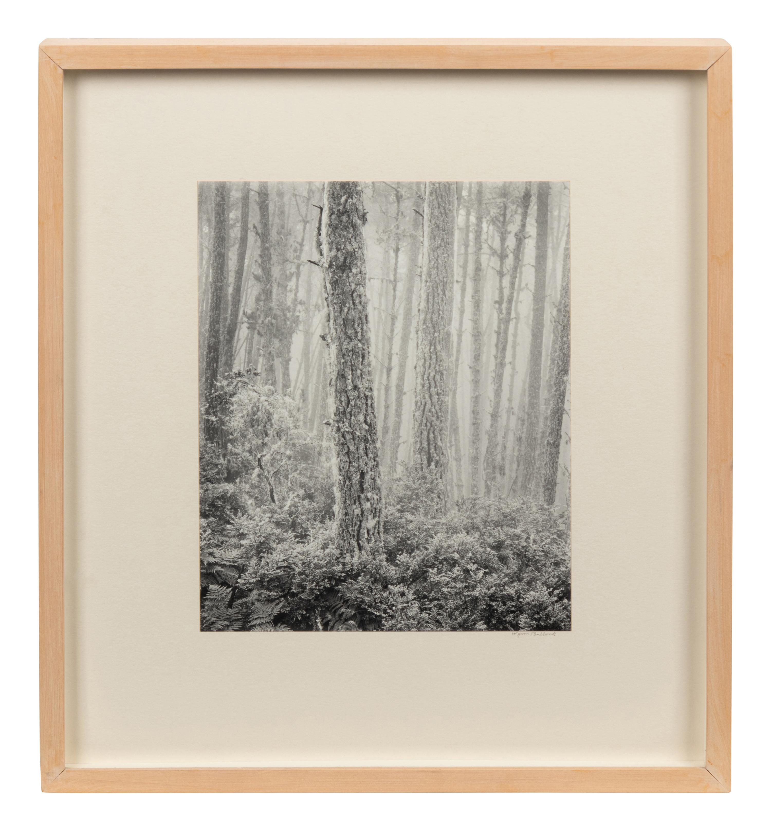 The Forest