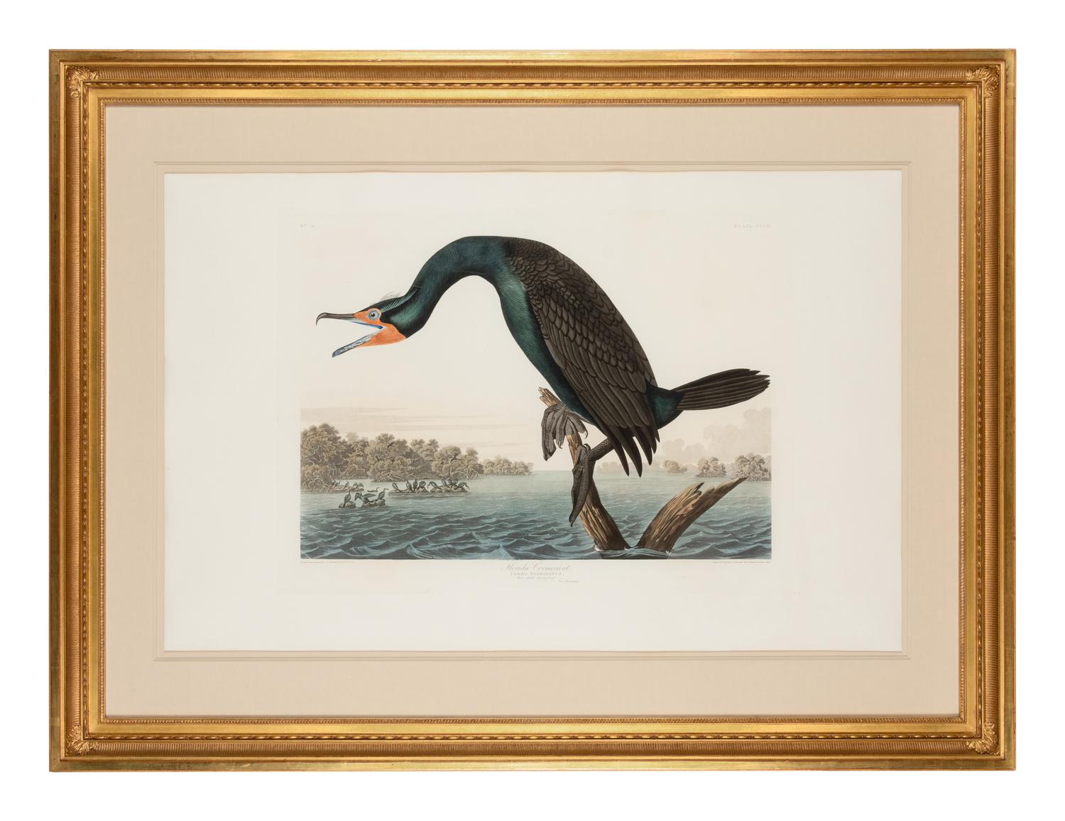 AUDUBON, John James (1785-1851)