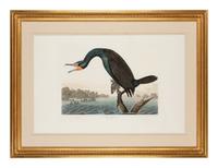 AUDUBON, John James (1785-1851)
