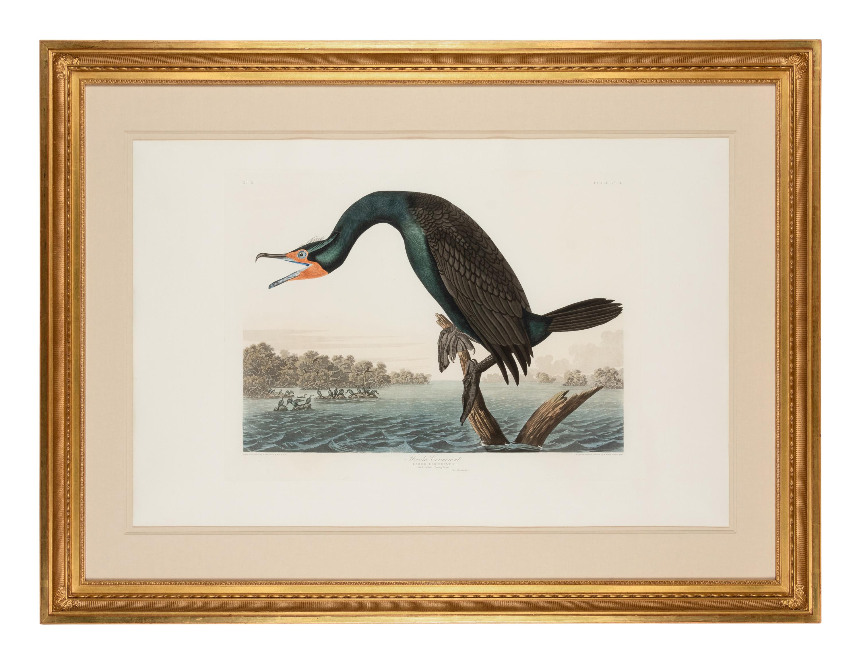 AUDUBON, John James (1785-1851)