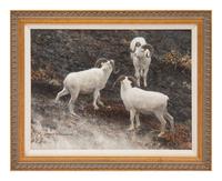 Alaska - Dall Sheep