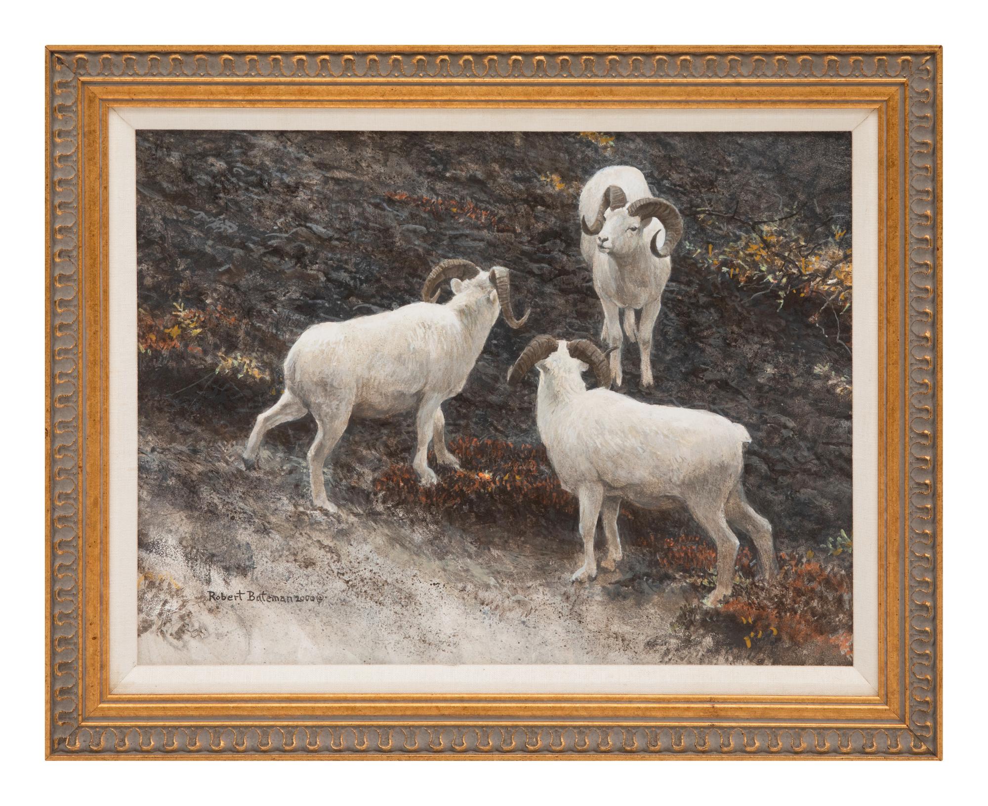 Alaska - Dall Sheep