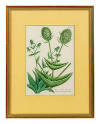 A Set of Six Hand-Colored Botanical Engravings