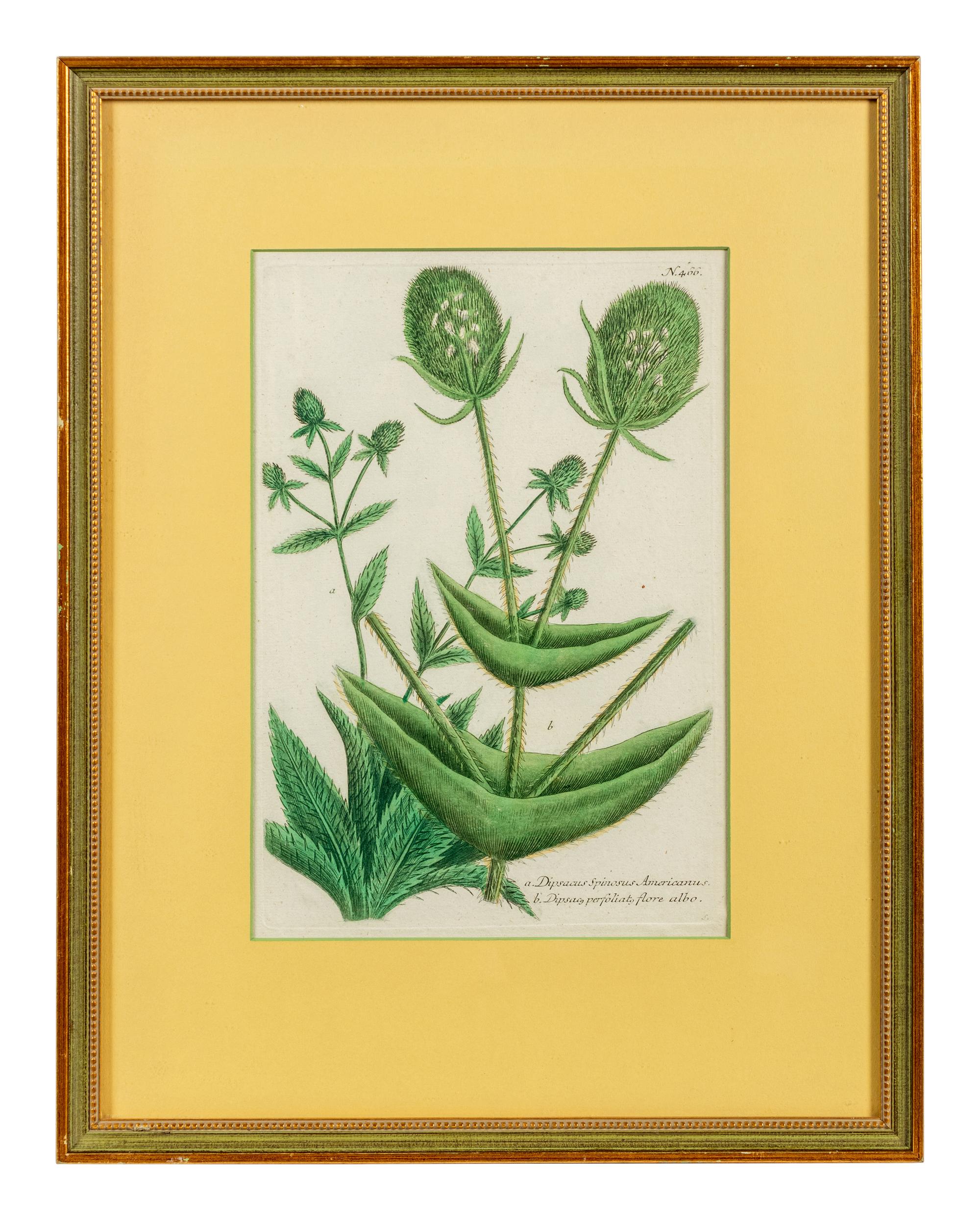A Set of Six Hand-Colored Botanical Engravings