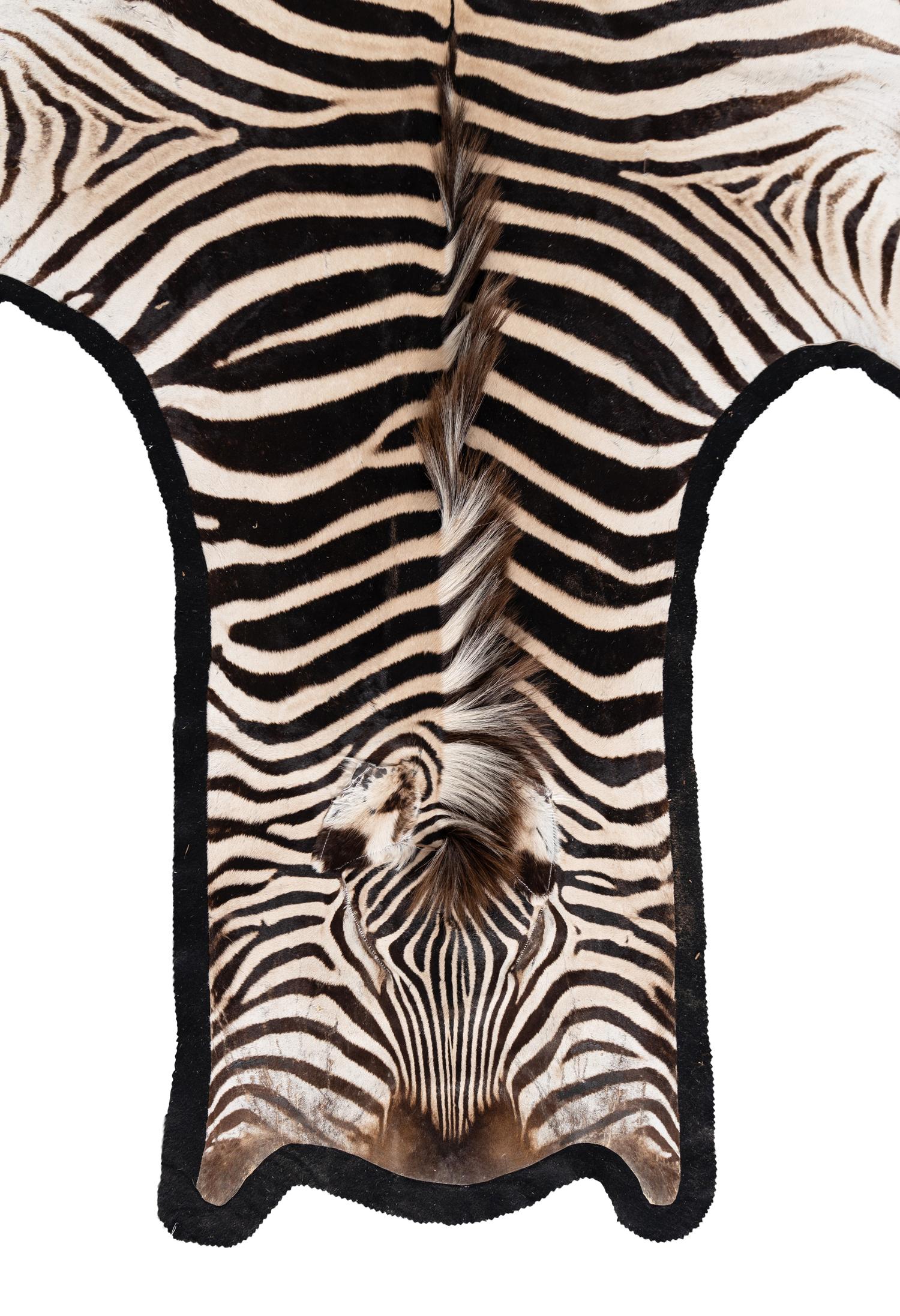 A Taxidermy Zebra Rug
