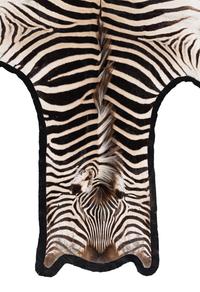 A Taxidermy Zebra Rug