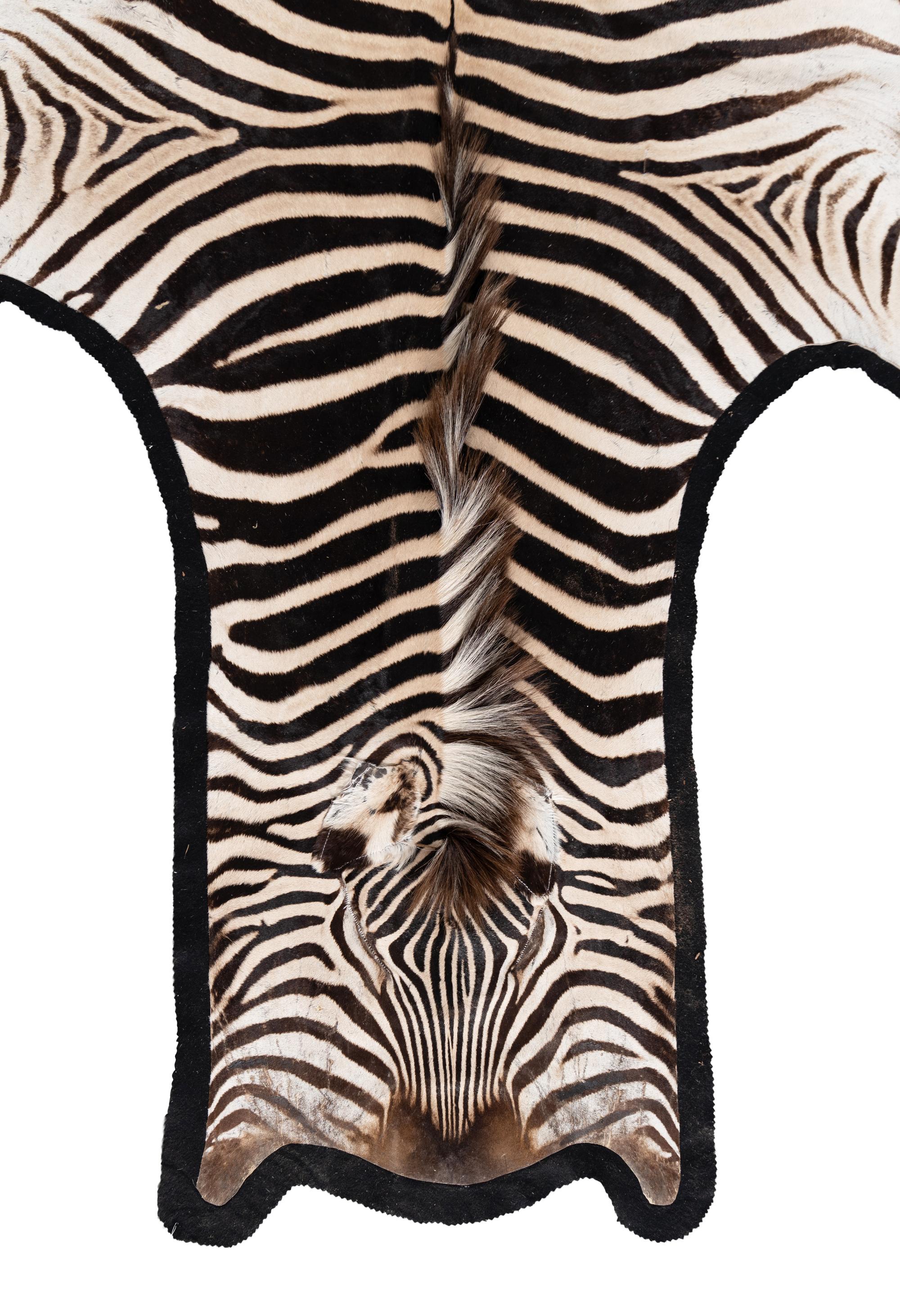 A Taxidermy Zebra Rug