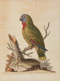A Set of Twelve Hand-Colored Engravings of Parrots from A Natural History of Uncommon Birds by George Edwards (English, 1694-1773)