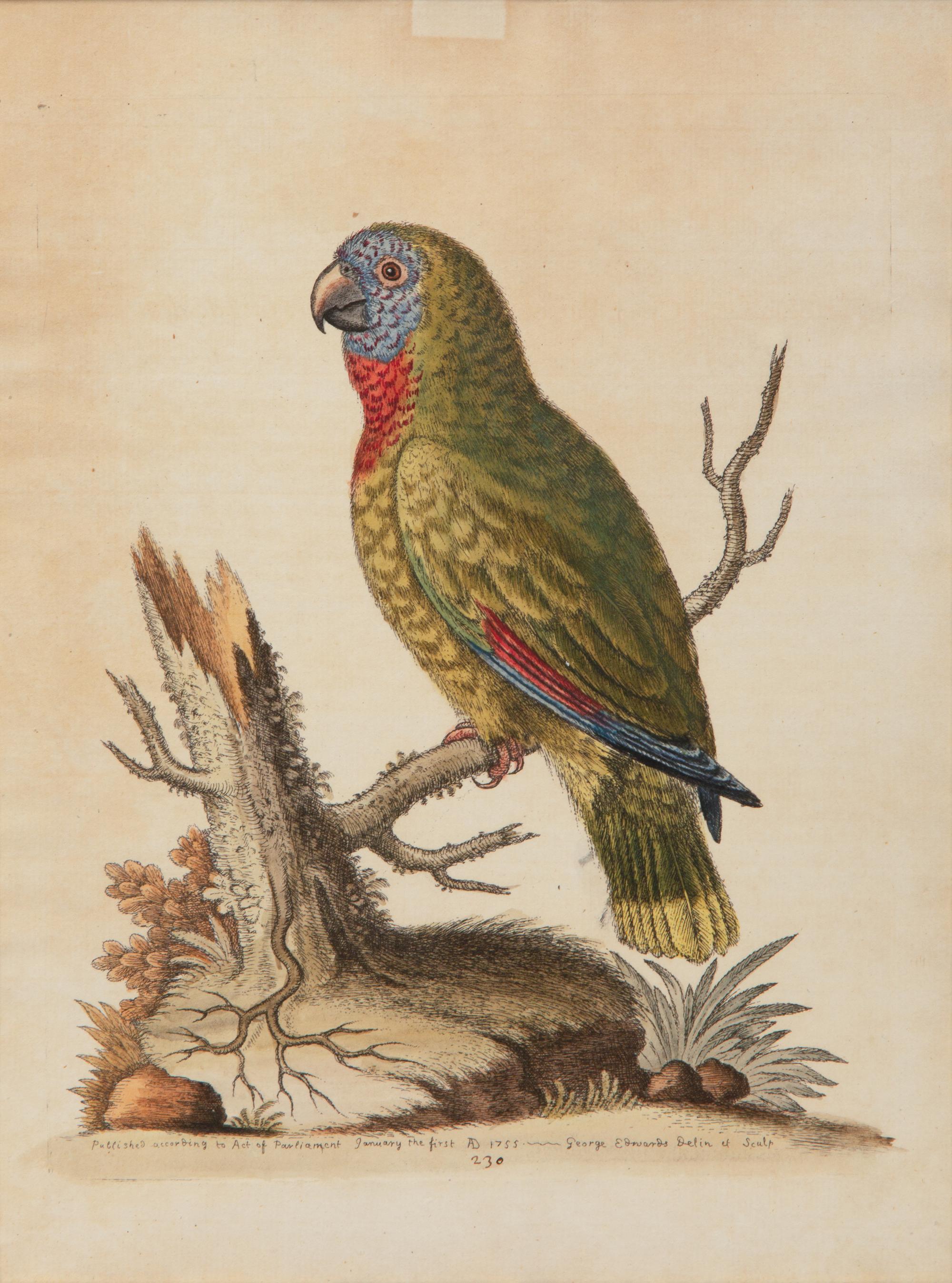 A Set of Twelve Hand-Colored Engravings of Parrots from A Natural History of Uncommon Birds by George Edwards (English, 1694-1773)