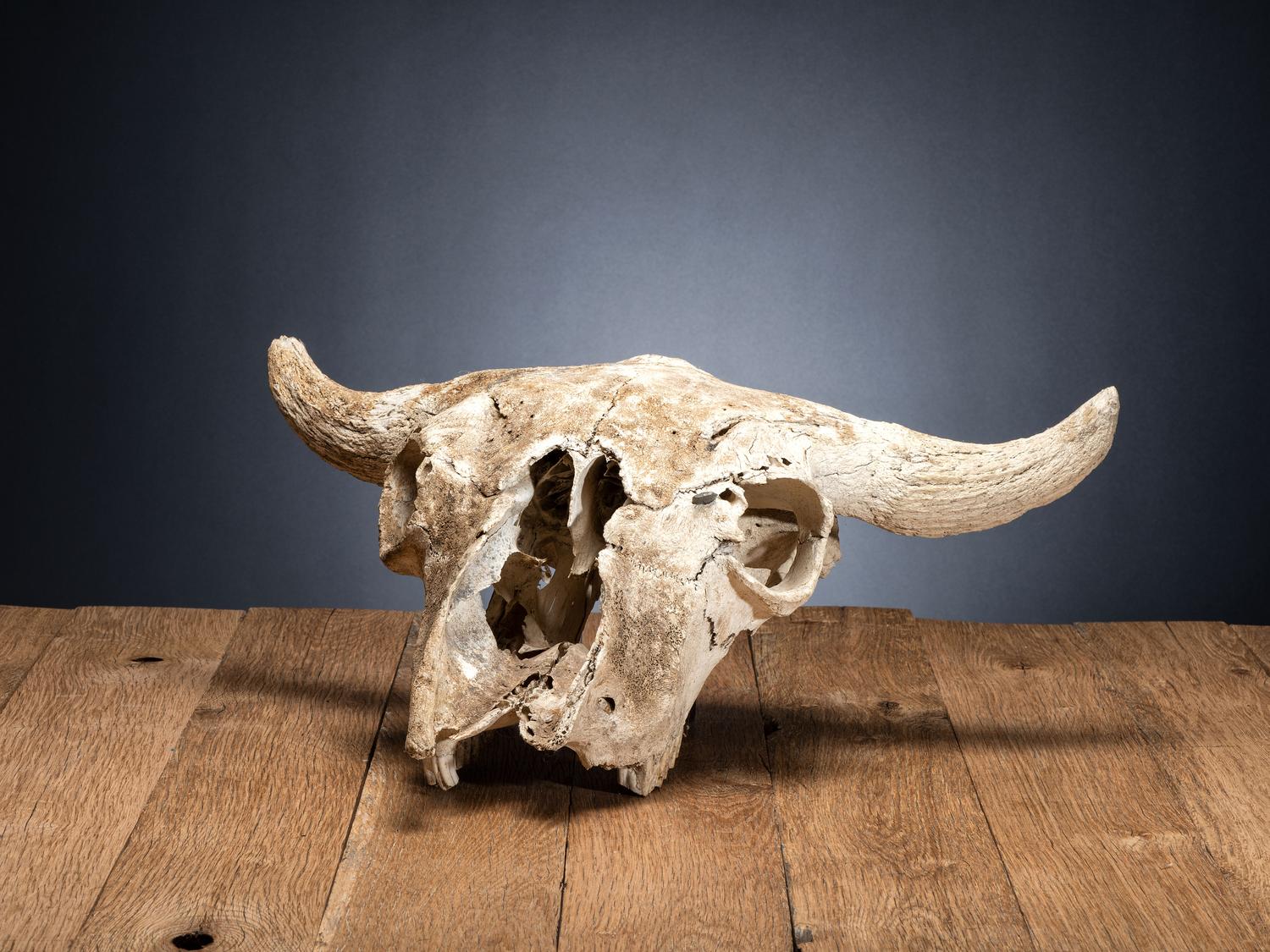 Buffalo Skull, with Arrowhead