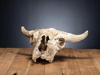 Buffalo Skull, with Arrowhead