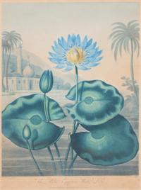 A Group of Seven Hand Colored Engravings Largest 27 x 21 inches. — 19TH CENTURY