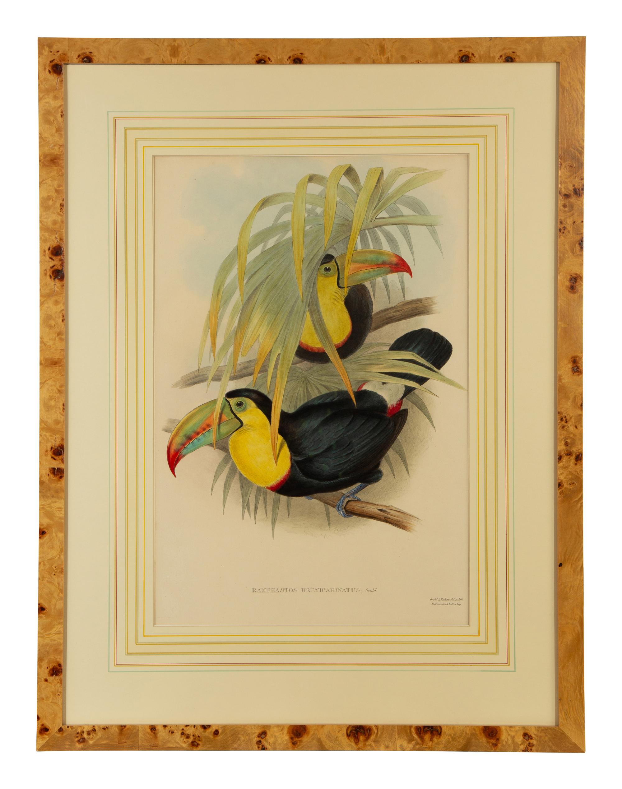 Andigena Hypoglaucus and Ramphastos Brevicarinatus, from John Gould's Birds of Great Britain