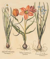 A Group of Three Prints