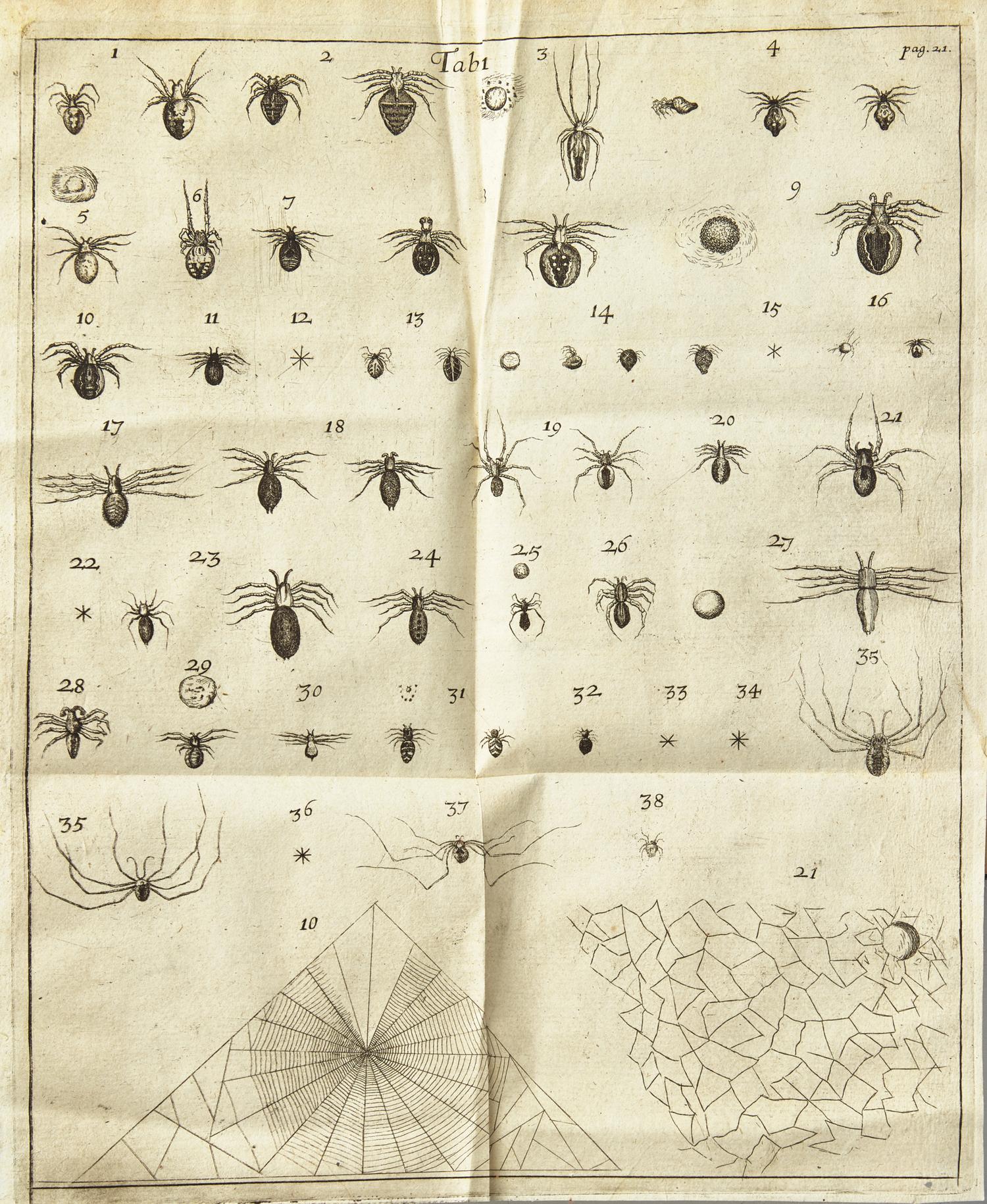 [Natural History] Lister, Martin. Historiae Animalium Angliae Tres Tractatus. Unus de Araneis. Alter de Cochleis...