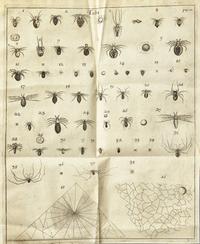 [Natural History] Lister, Martin. Historiae Animalium Angliae Tres Tractatus. Unus de Araneis. Alter de Cochleis...