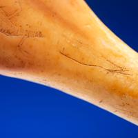 Iñupiat Fossilized Walrus Ivory Adze Handle