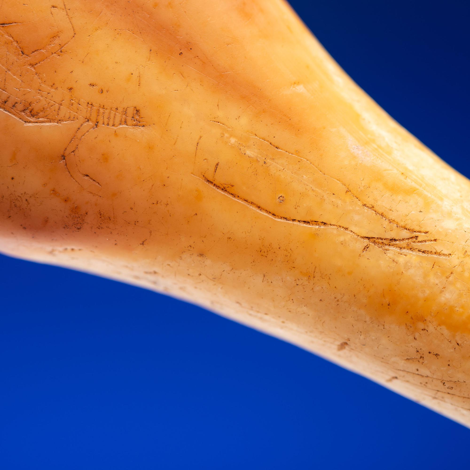 Iñupiat Fossilized Walrus Ivory Adze Handle
