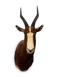 A Shoulder Mount Taxidermy Blesbok