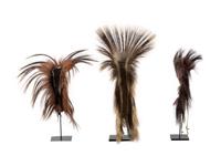 Plains Hair Roaches