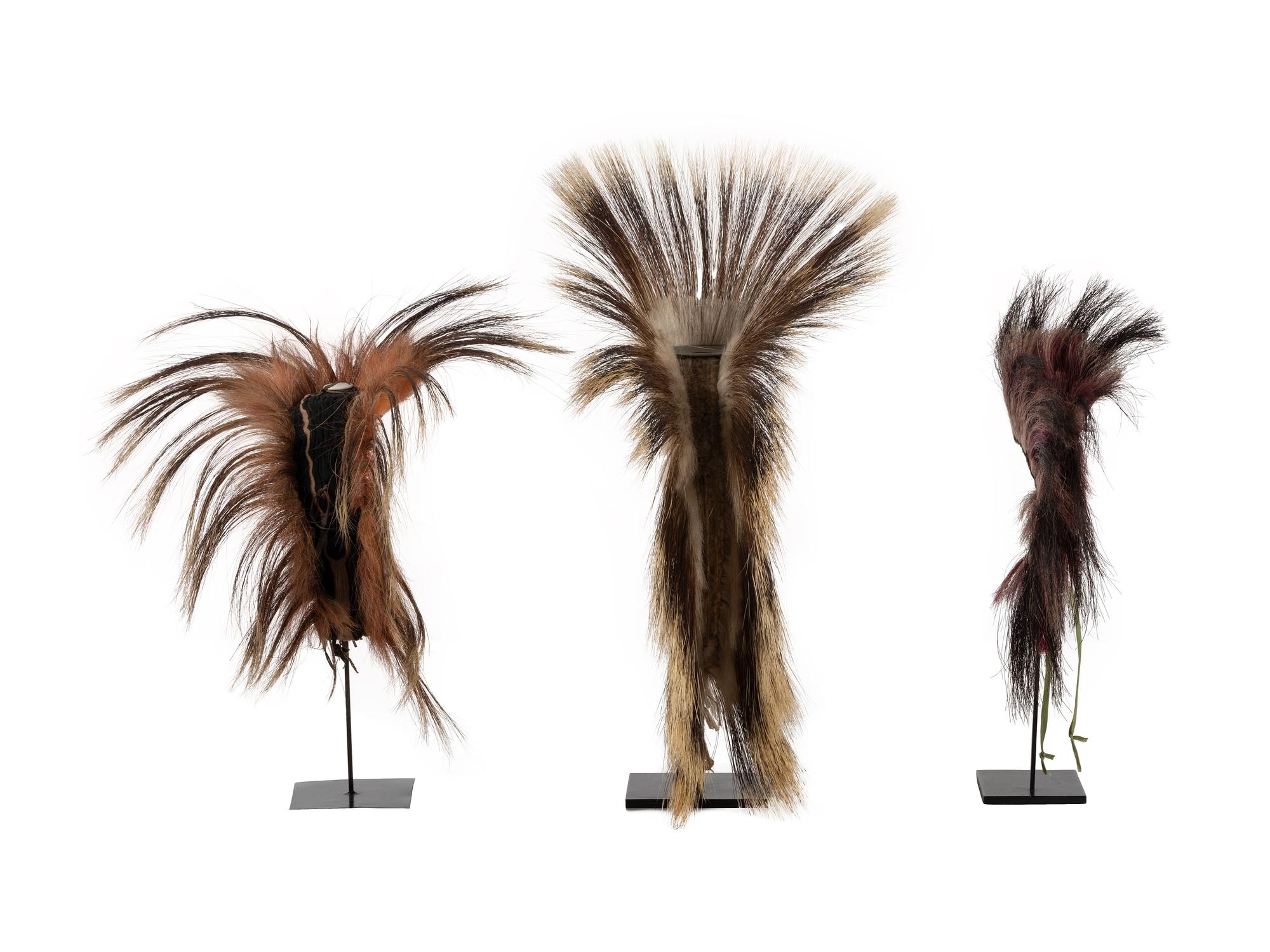 Plains Hair Roaches