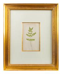 A Group of Eight Fern Botanical Engravings After Thomas Moore — EARLY 20TH CENTURY