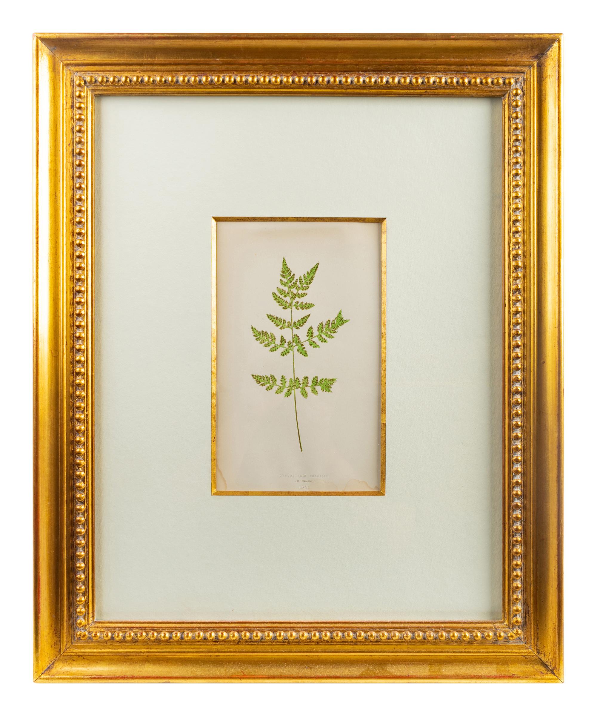 A Group of Eight Fern Botanical Engravings After Thomas Moore — EARLY 20TH CENTURY