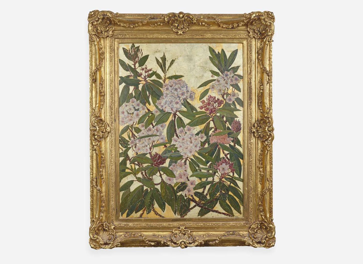 Rhododendron