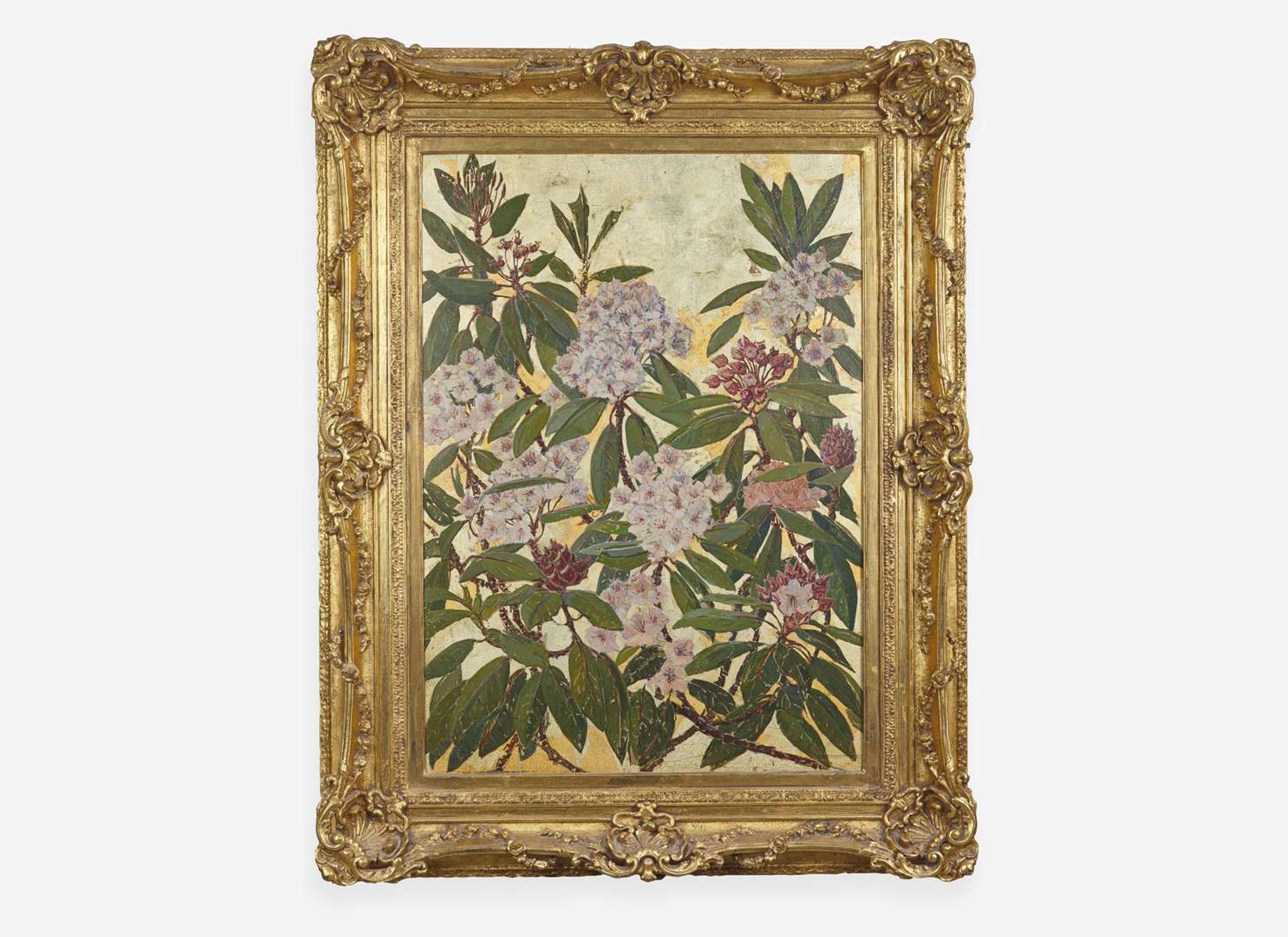 Rhododendron