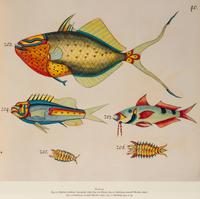 A Suite of Thirteen Framed Giclee Prints of Colorful Tropical Fish — 20TH/21ST CENTURY