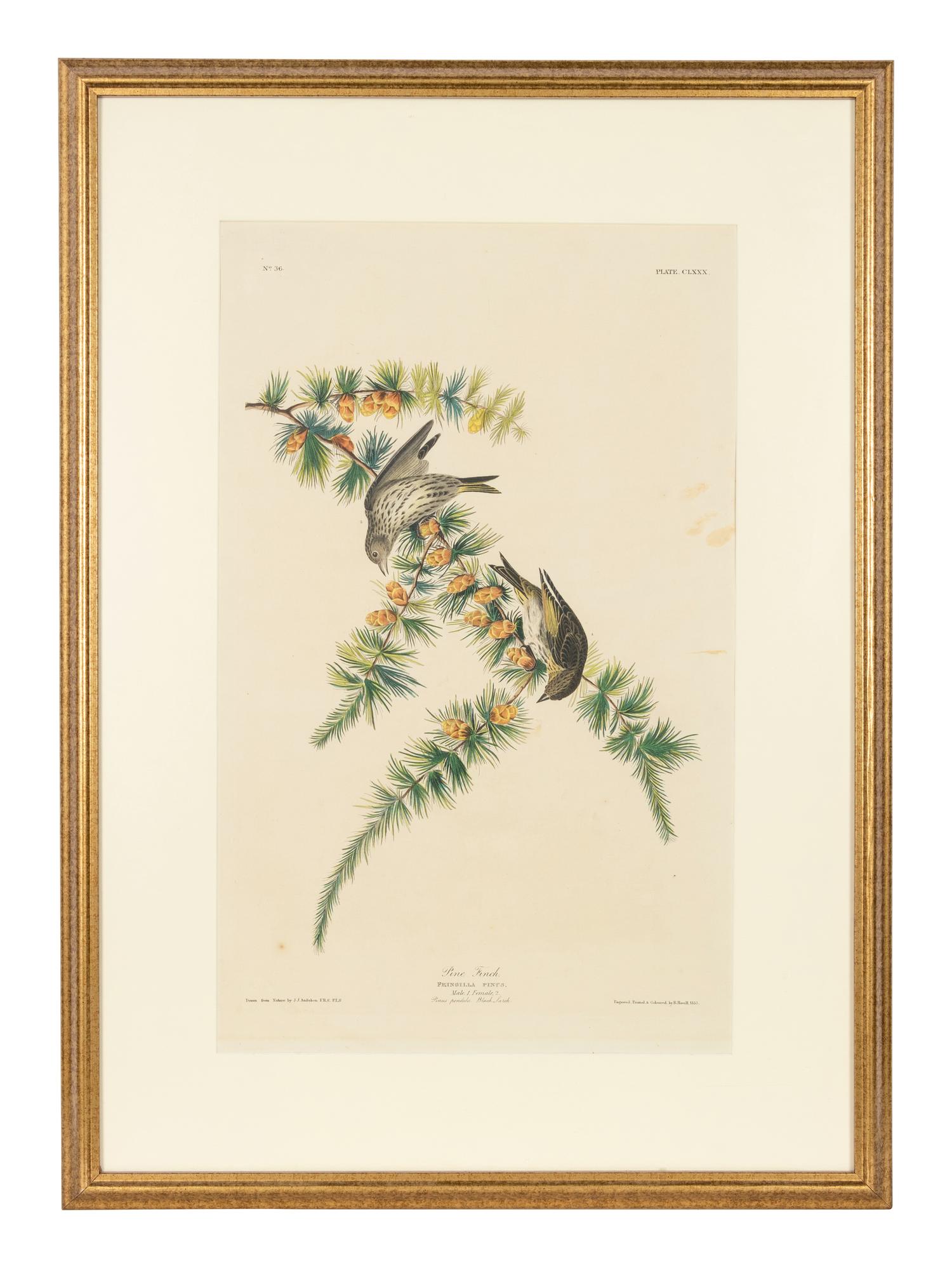 AUDUBON, John James (1785-1851) -- A pair of engravings with aquatint and hand-coloring by Robert Havell, ca 1833, comprising: