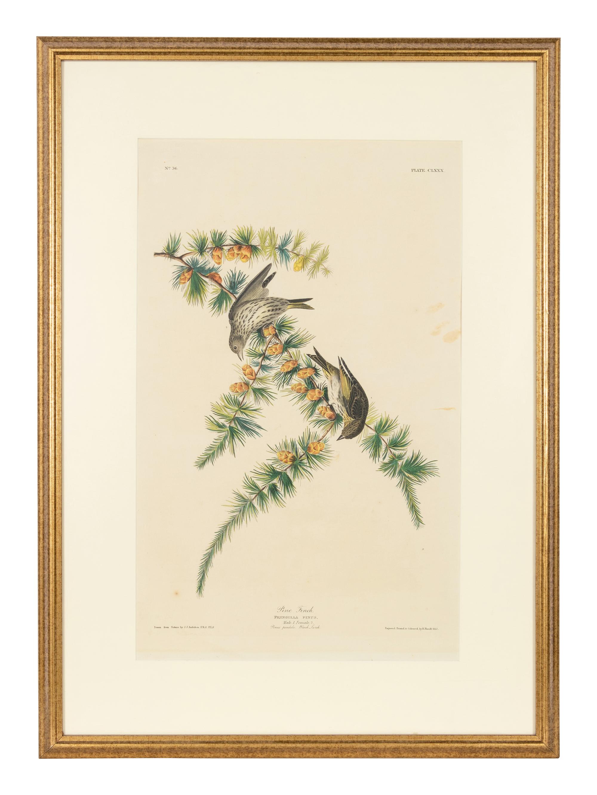 AUDUBON, John James (1785-1851) -- A pair of engravings with aquatint and hand-coloring by Robert Havell, ca 1833, comprising: