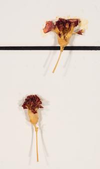 Tiles + Dried Flowers , 1996
