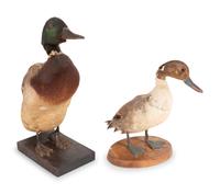 A Group of Four Taxidermy Birds