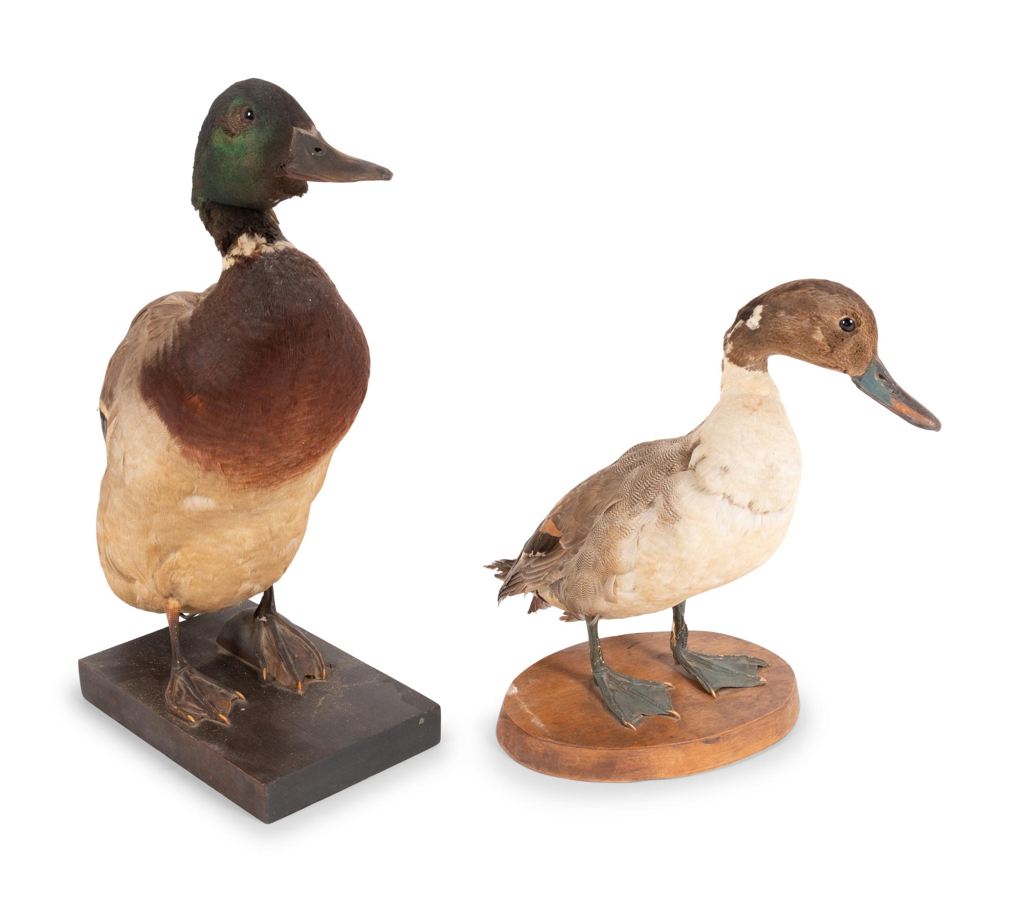 A Group of Four Taxidermy Birds