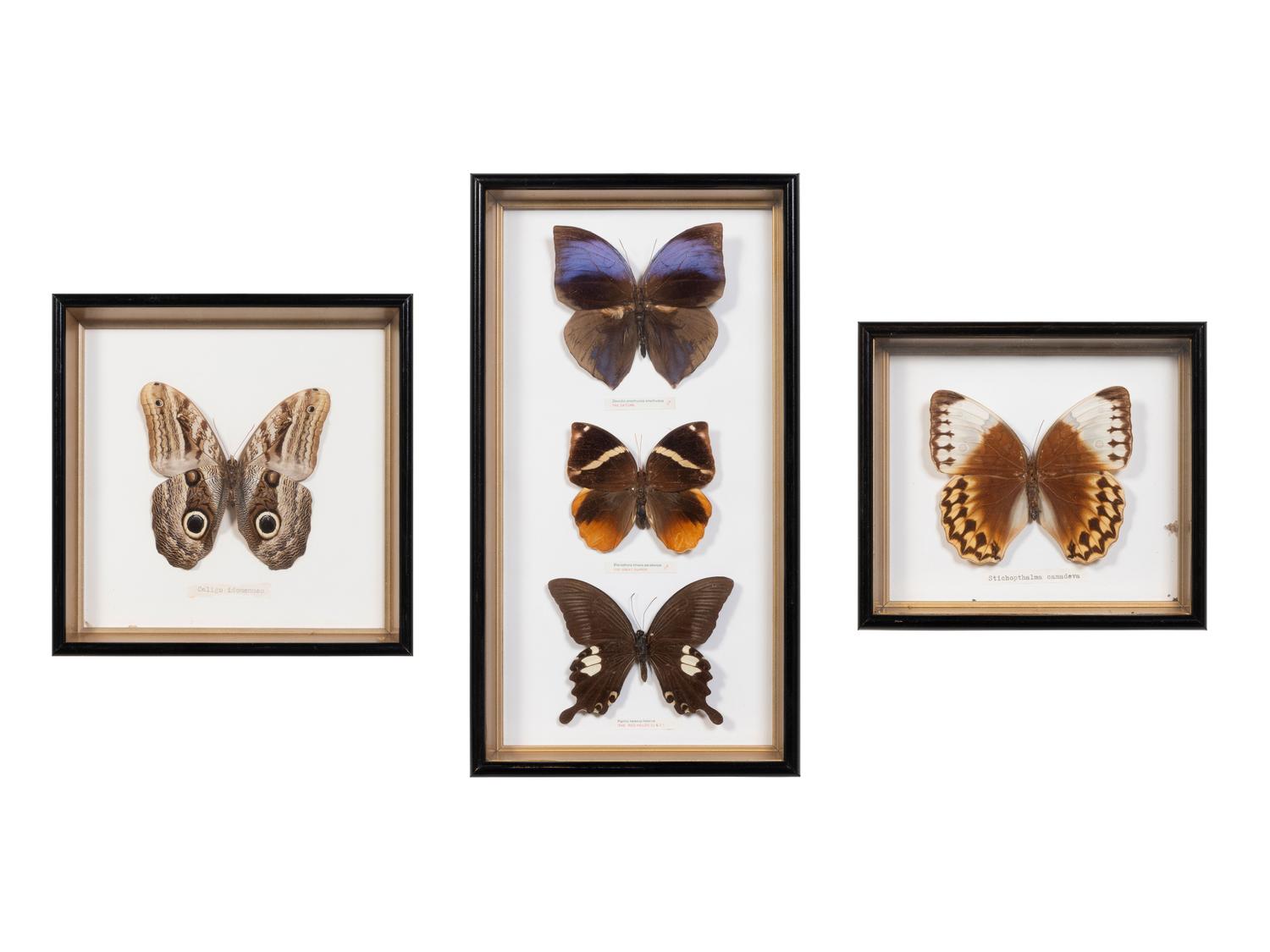 Seven Framed Groups of Lepidopterological Specimens