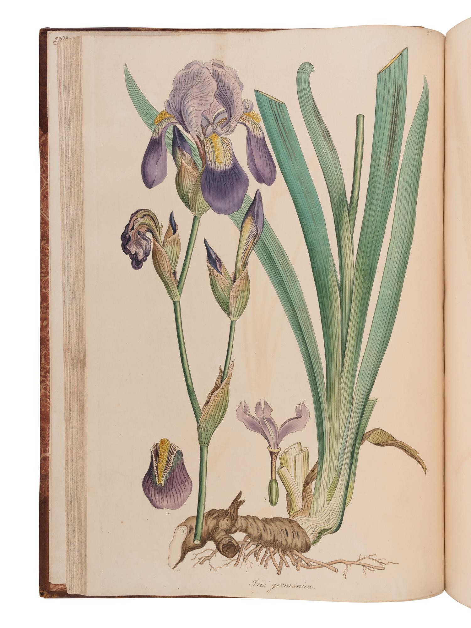 [NATURAL HISTORY]. SIBTHORP, John (1758-1796) and Sir James Edward SMITH (1759-1828). Flora Graeca sive plantarum rariorum historia . London: Richard Taylor, 1806-1813.