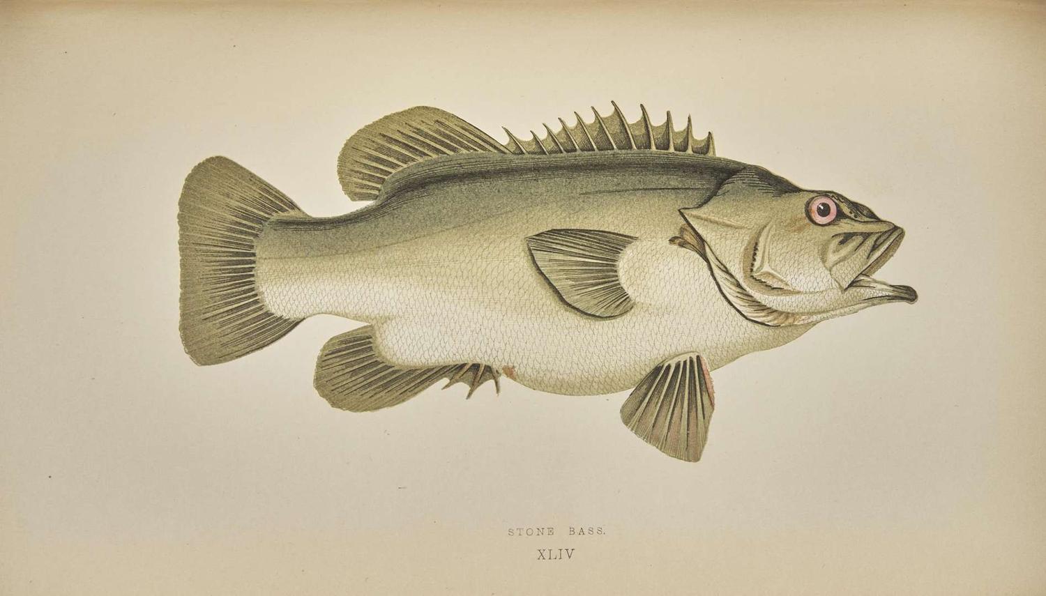 [Fishing] Couch, Jonathan: A History of the Fishes of the British Islands
