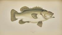 [Fishing] Couch, Jonathan: A History of the Fishes of the British Islands
