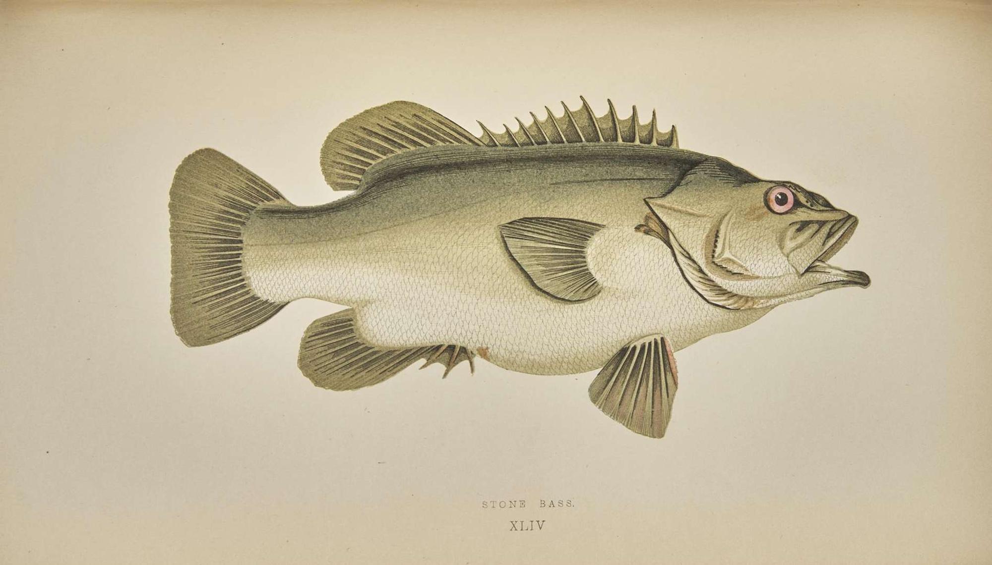 [Fishing] Couch, Jonathan: A History of the Fishes of the British Islands