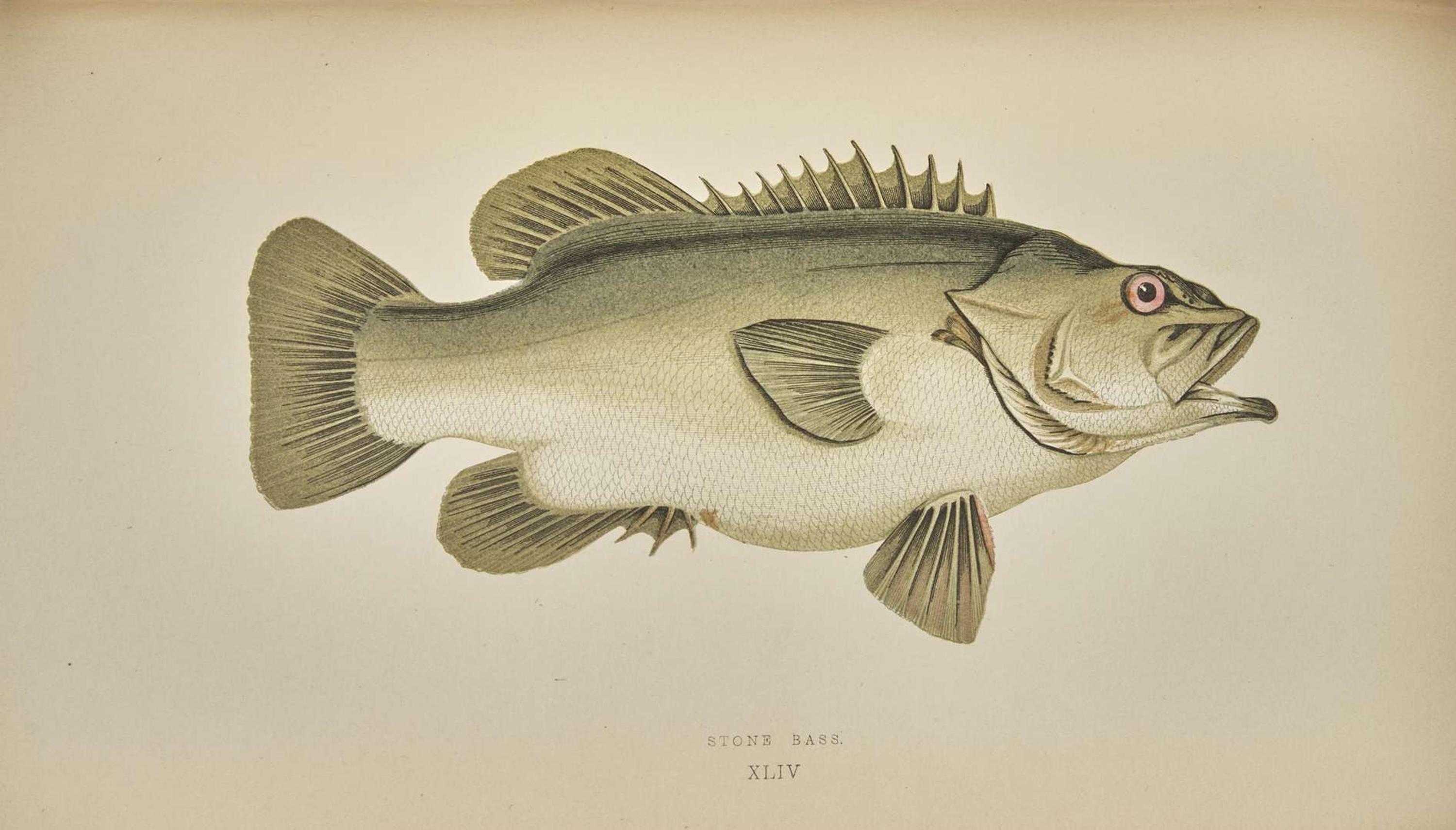 [Fishing] Couch, Jonathan: A History of the Fishes of the British Islands