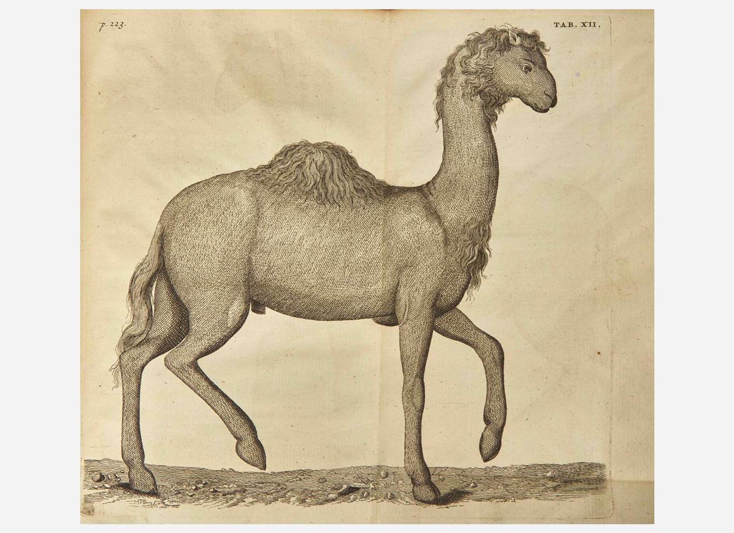 [Natural History] [Egypt] Alpini, Prospero, and Johann Vesling: Historiae Aegypti Naturalis...