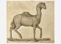 [Natural History] [Egypt] Alpini, Prospero, and Johann Vesling: Historiae Aegypti Naturalis...
