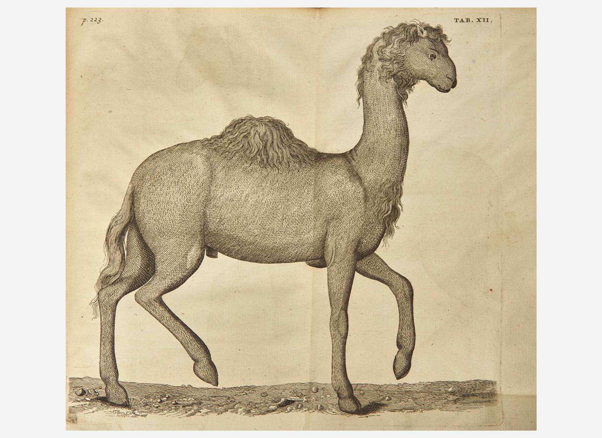 [Natural History] [Egypt] Alpini, Prospero, and Johann Vesling: Historiae Aegypti Naturalis...