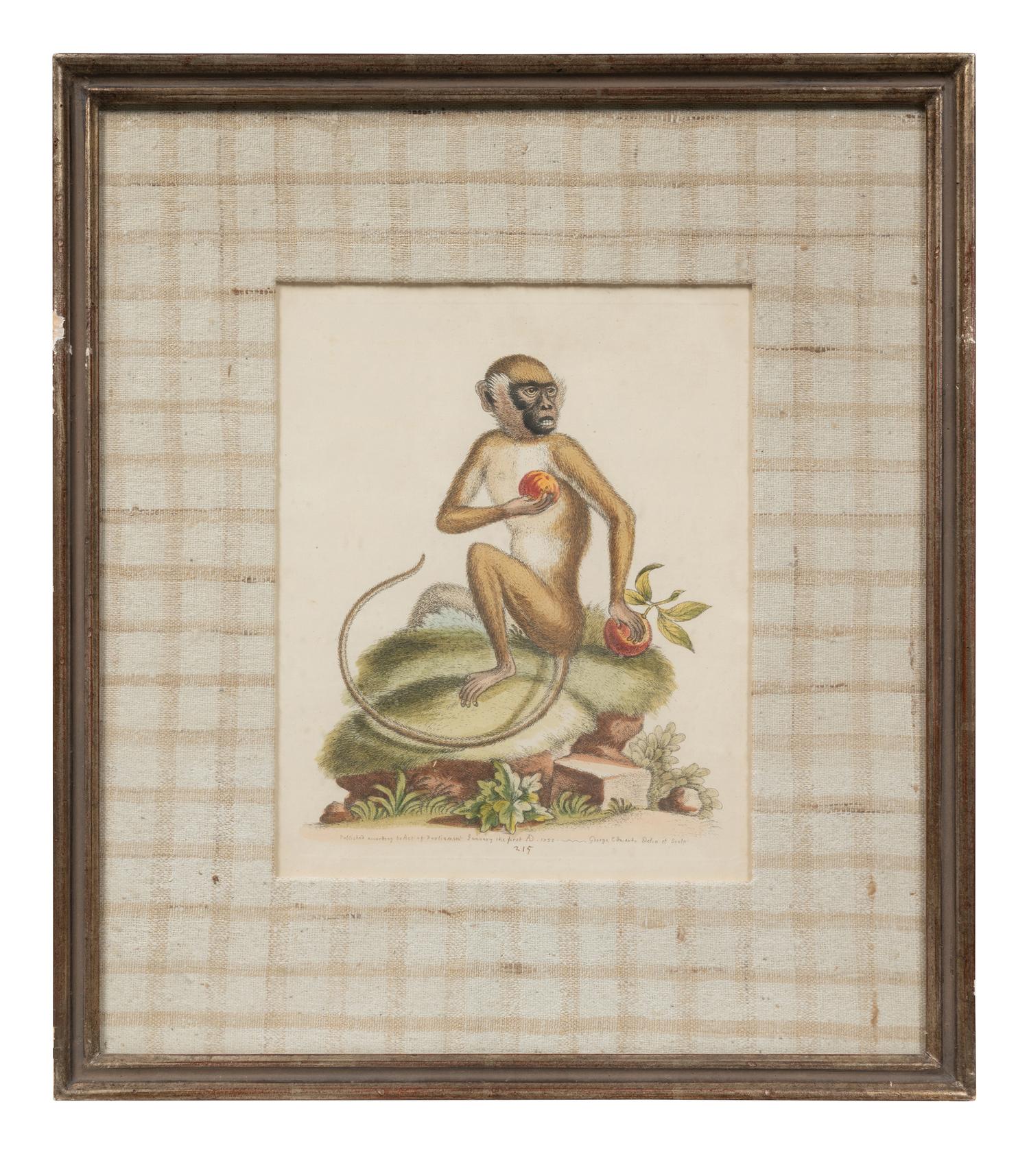 A Group of Six Continental Engravings Depicting Primates (Second Half 19th Century)